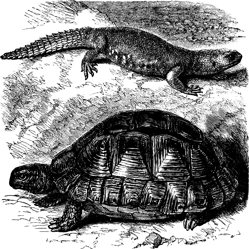 Dhubb and Tortoise (Leviticus 11 v29)