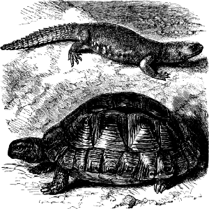 Dhubb and Tortoise (Leviticus 11 v29)