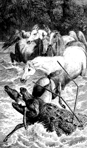 Crocodile (Leviathan) (Job 12 v7)