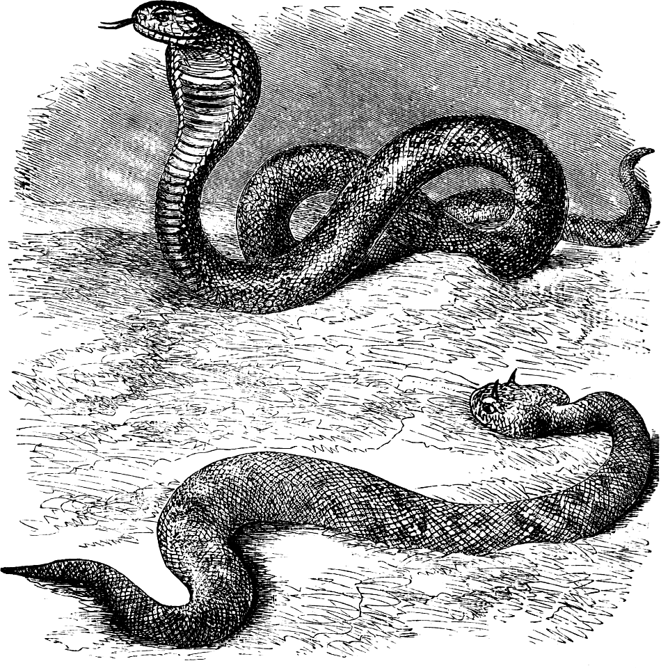 Cobra and Cerastes (Asp and Adder) (Psalm 58 v4-5, Genesis 49 v17)