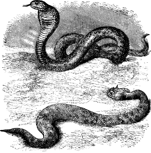 Cobra and Cerastes (Asp and Adder) (Psalm 58 v4-5, Genesis 49 v17)