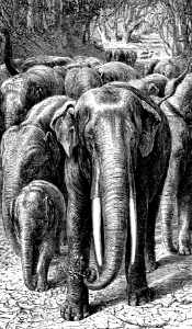 Indian Elephant (Ezekiel 27 v15). Free illustration for personal and commercial use.