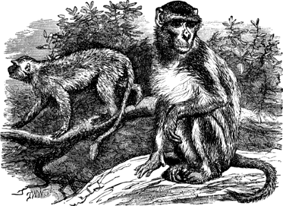 Rhesus and Entellus (1 Kings 10 v22)