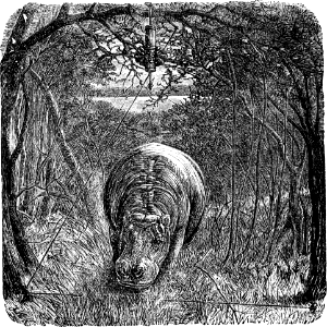 Hippopotamus and Trap (Job 40 v24)