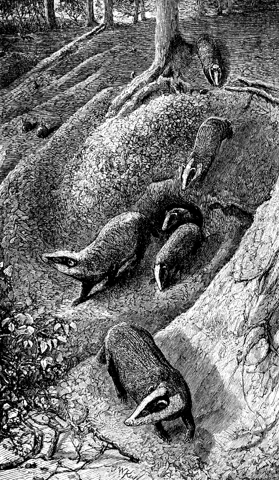 Badger (Exodus 26 v14)