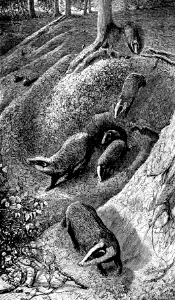 Badger (Exodus 26 v14)