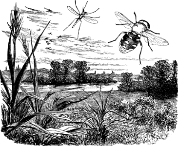 Mosquito, Camel Fly (Psalm 78 v45)