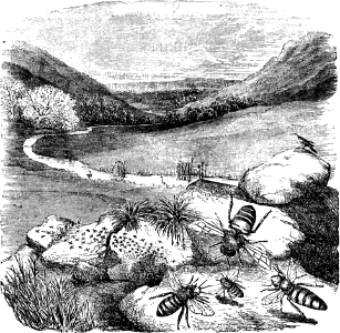 Bee (Isaiah 7 v19)