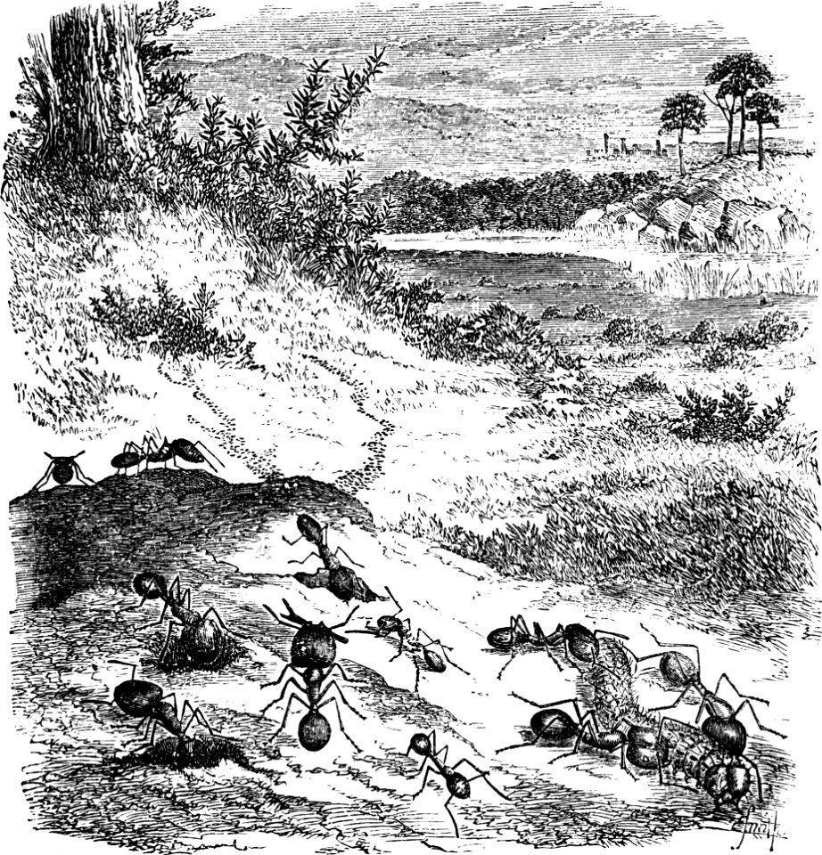 Ant of Palestine (Proverbs 6 v6)