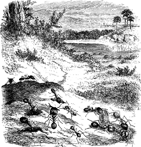 Ant of Palestine (Proverbs 6 v6)