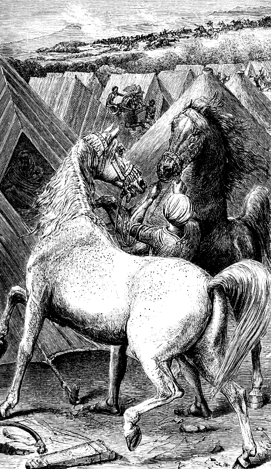 War Horse (Job 39 v25)