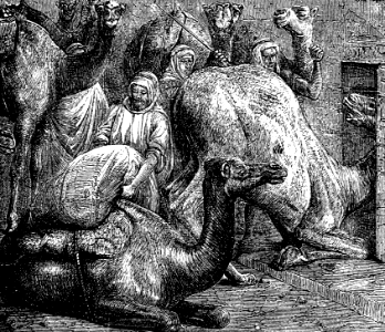Camel going through a Needles Eye (Matthew 19 v24)