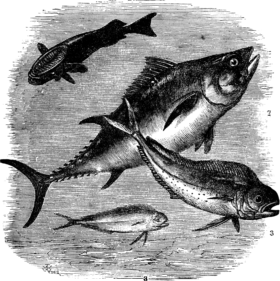 Sucking-fish, Tunny, Coryphene (Leviticus 11 v9)
