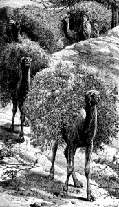Camel (Isaiah 30 v6)