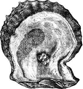 Pearl Oyster (Revelation 21 v21). Free illustration for personal and commercial use.