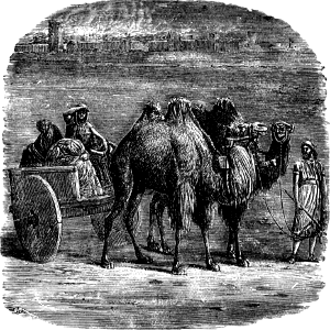 Bactrian Camel (Isaiah 21 v7)