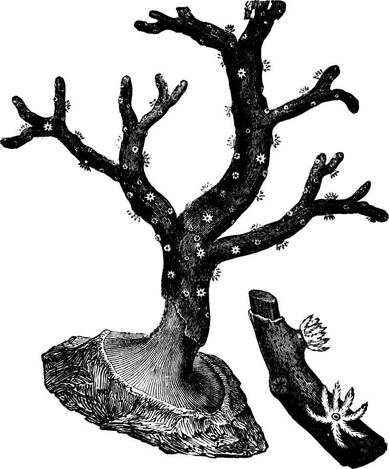 Coral (Job 28 v18)