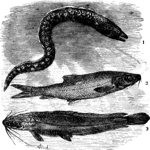 Murena, Long-headed Barbel, Sheat-fish (Leviticus 11 v10)