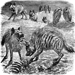 Hyena (Ezekiel 29 v5)