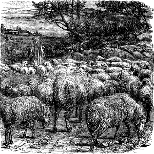 Sheep (following the Shepherd) (John 10 v3)