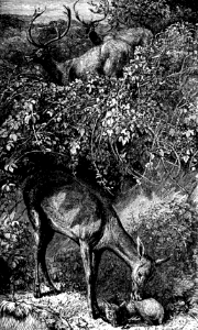 Red Deer (Job 39 v1)