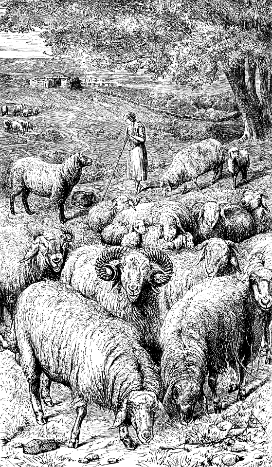 Sheep (Psalm 23 v2)