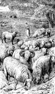 Sheep (Psalm 23 v2)