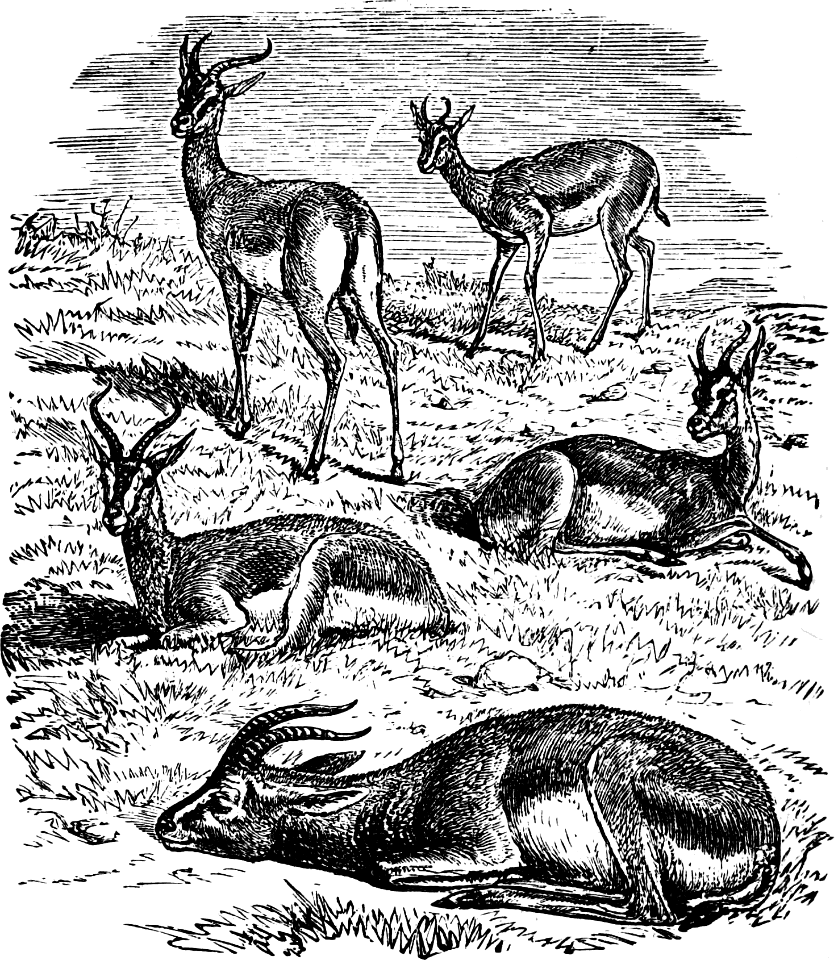 Gazelle or Roe (Song 2 v8-9)