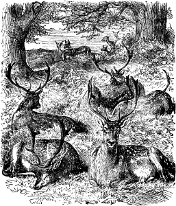 Fallow-Deer or Hind (Song 2 v7)