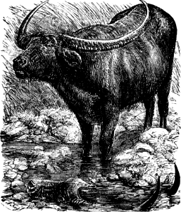 Buffalo. Free illustration for personal and commercial use.