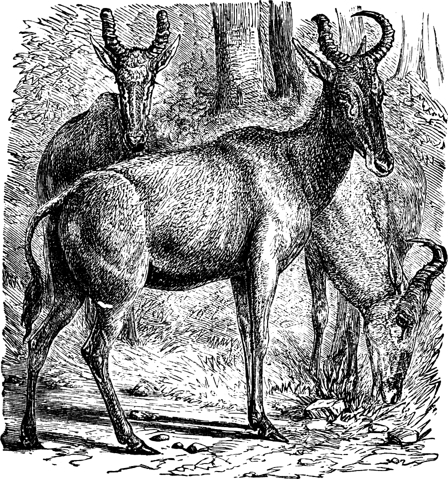 Bubale or Fallow-Deer (1 Kings 4 v22-23)