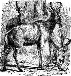 Bubale or Fallow-Deer (1 Kings 4 v22-23)