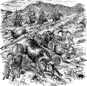 Auodad (being chased) (Deuteronomy 14 v4-5)