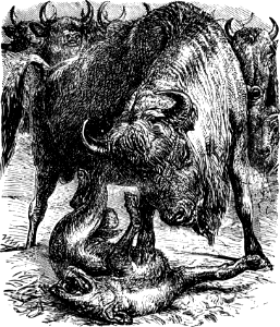 Bison (killing Wolf) (Job 39 v9)