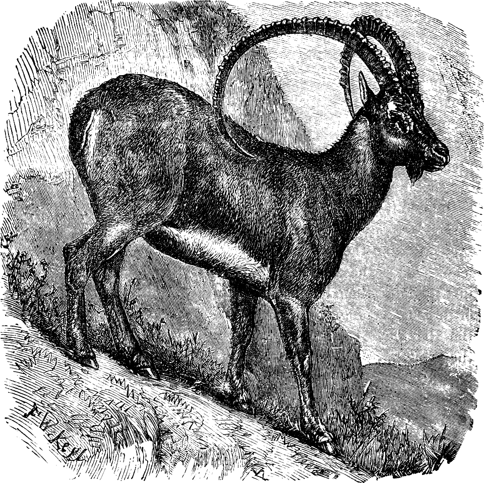 Arabian Ibex or Beden (Wild Goat of Scripture) (Psalm 114 v18) - Free ...