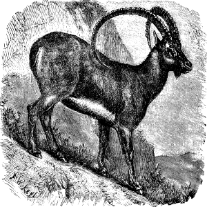 Arabian Ibex or Beden (Wild Goat of Scripture) (Psalm 114 v18)