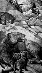 Lion (Jeremiah 4 v7, Ezekiel 19 v2)