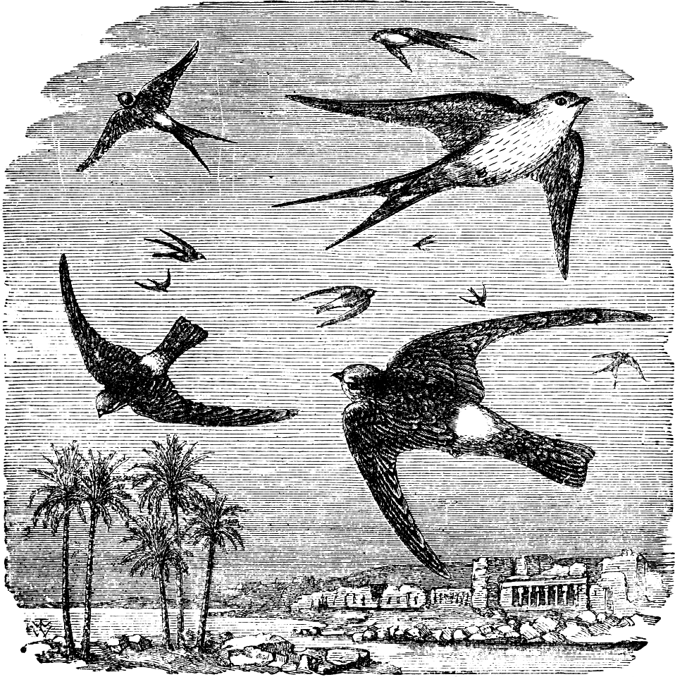 Rufous Swallow and Galilean Swift (Jeremiah 08 v7)