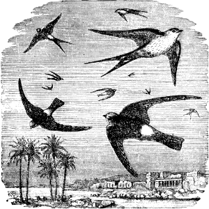 Rufous Swallow and Galilean Swift (Jeremiah 08 v7)
