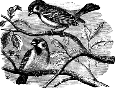 Tree-Sparrow or Sparrow (Psalm 84 v3)
