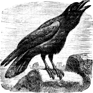 Raven (Job 38 v41)