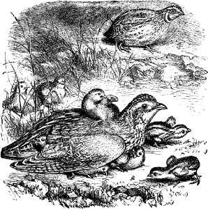 Quail (Psalm 105 v40)