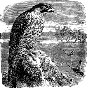 Peregrine Falcon or Glede (Deuteronomy 14 v13)