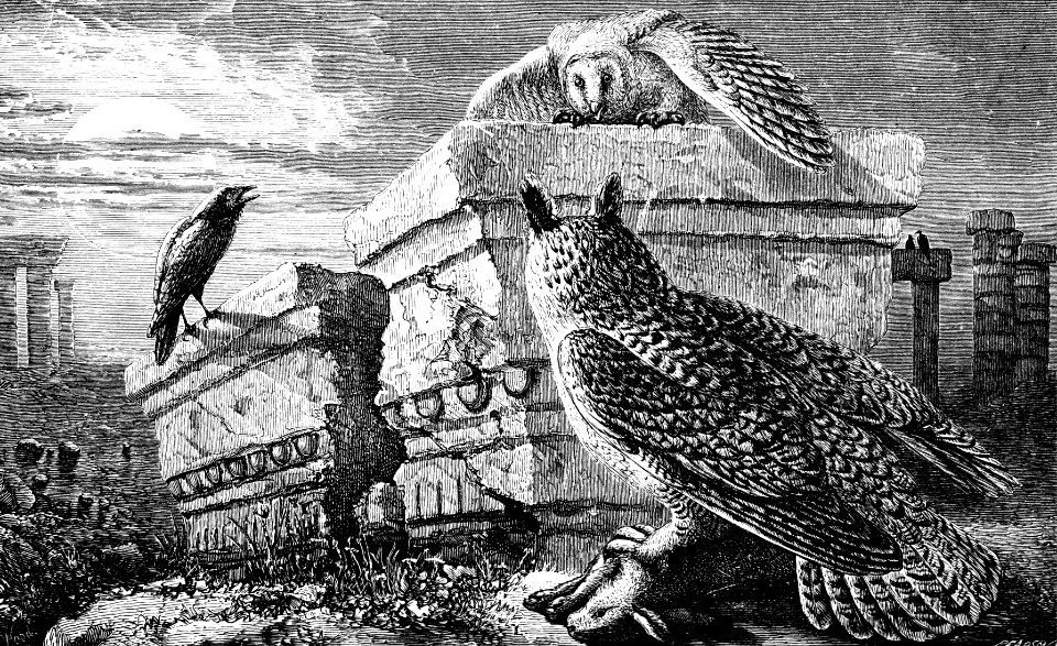 Owl (Job 30 v29)