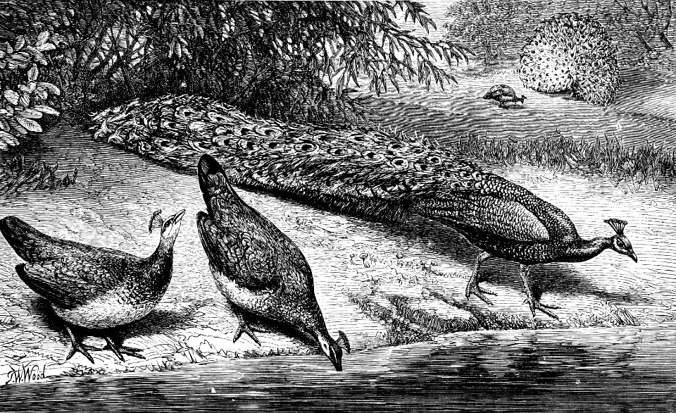 Peacock (1 Kings 10 v22)