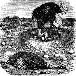 Ostrich and Nest (Job 39 v14)