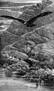 Osprey (Deuteronomy 14 v12)