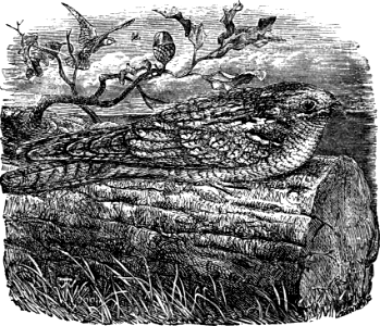 Night-Hawk (Deuteronomy 14 v15)
