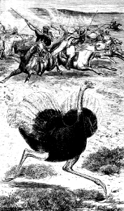 Ostrich