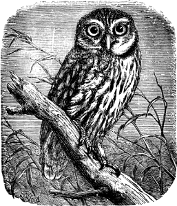 Little Owl (Psalm 102 v6)